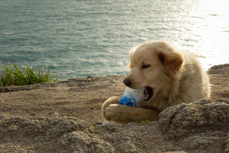 Dog Chewing Bottle
