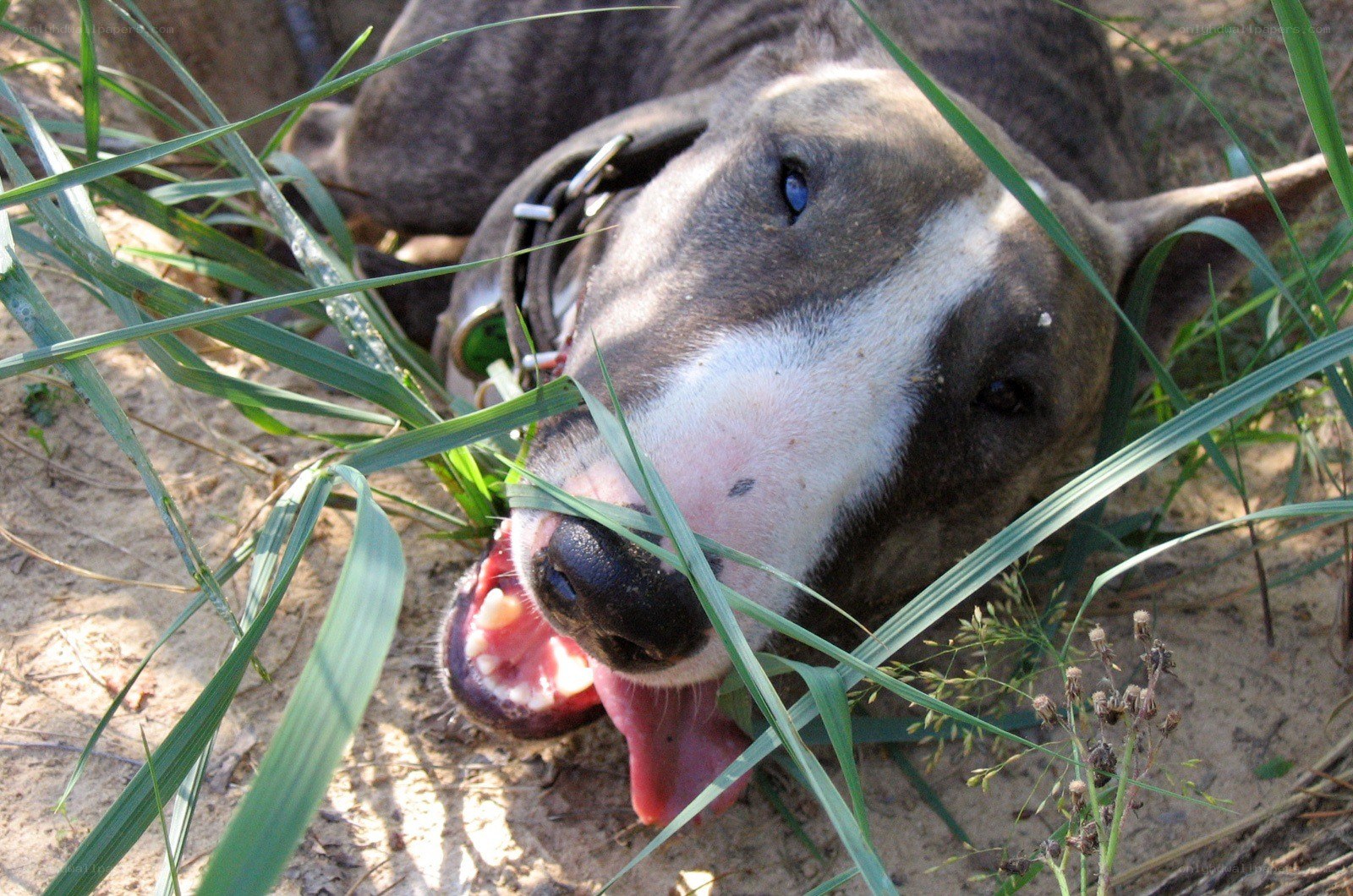 dog chewing grass in sand