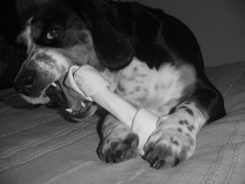 dog chewing on a bone