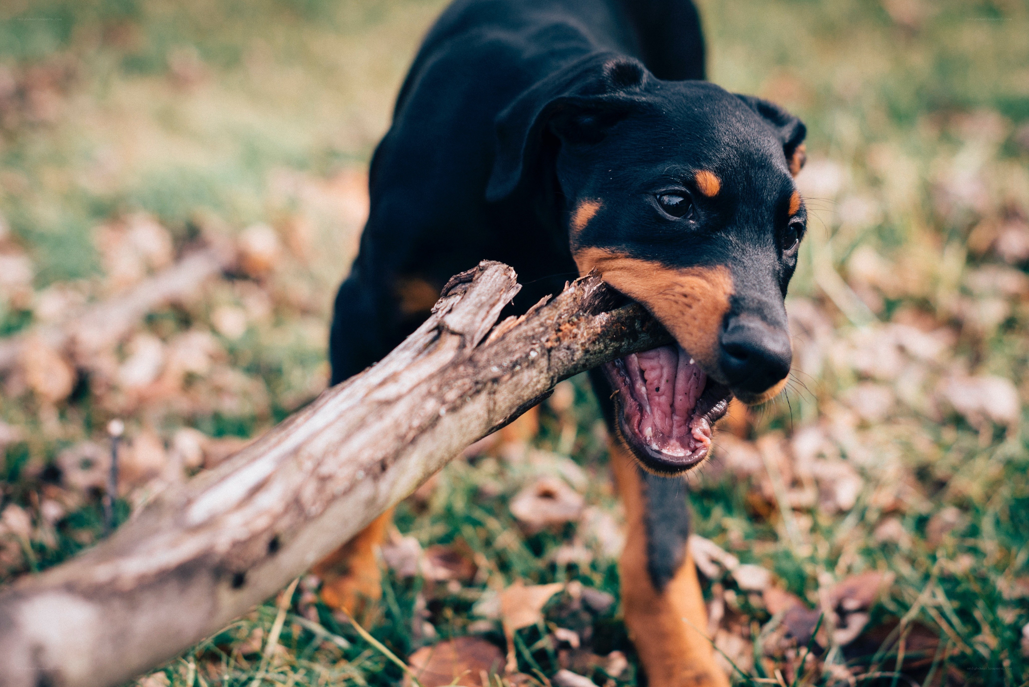 dog chewing on a stick