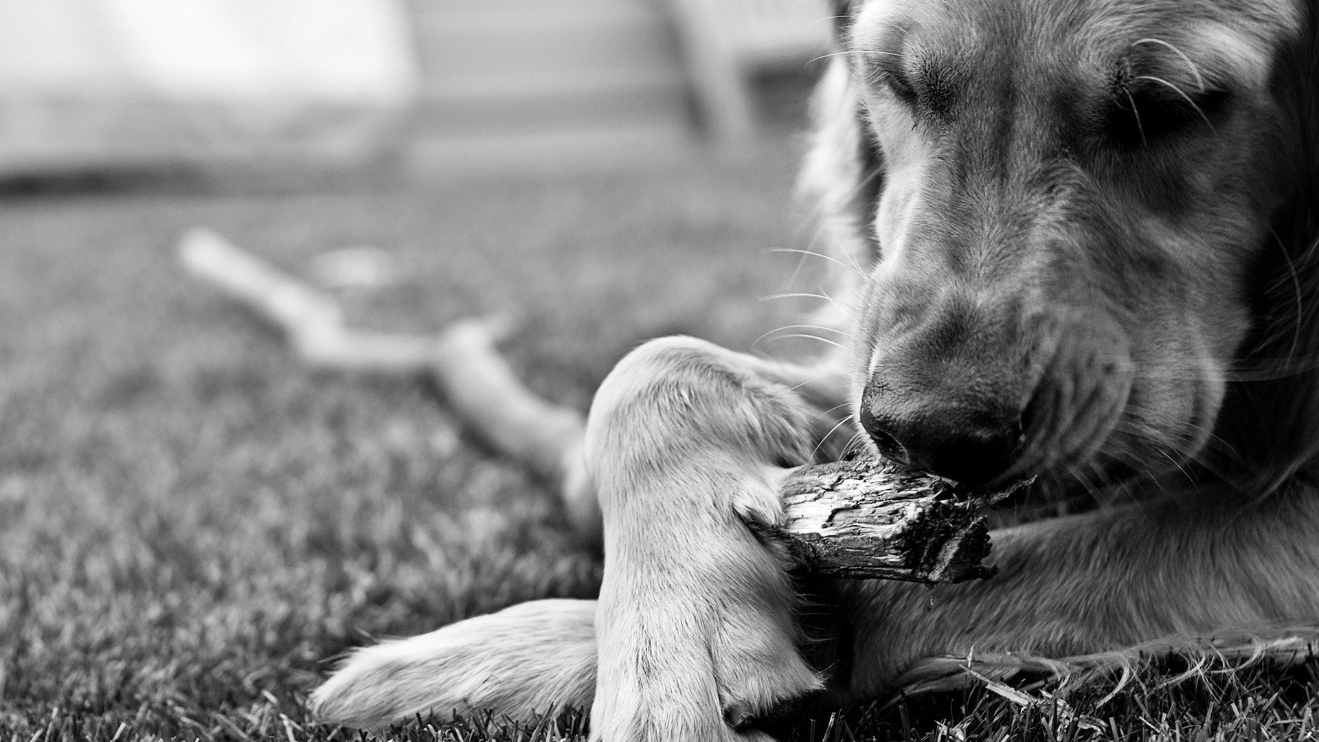 dog chewing on a stick