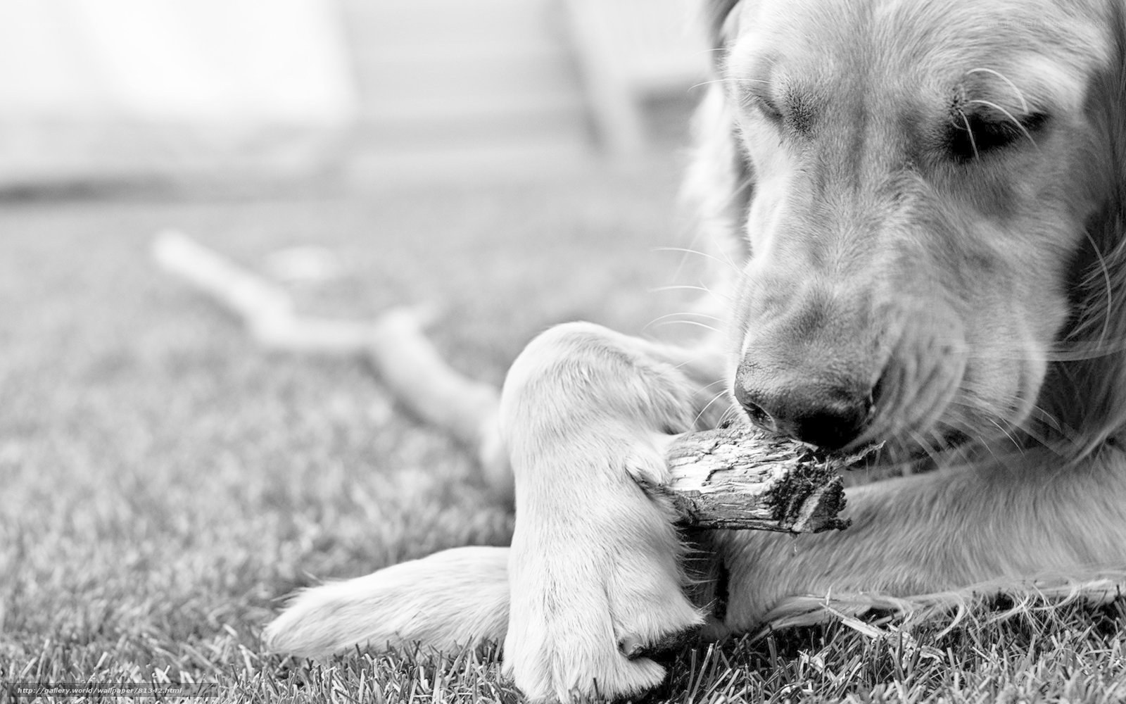 dog chewing on a stick