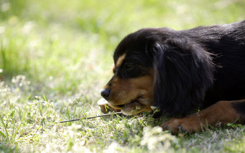 dog chewing on stick
