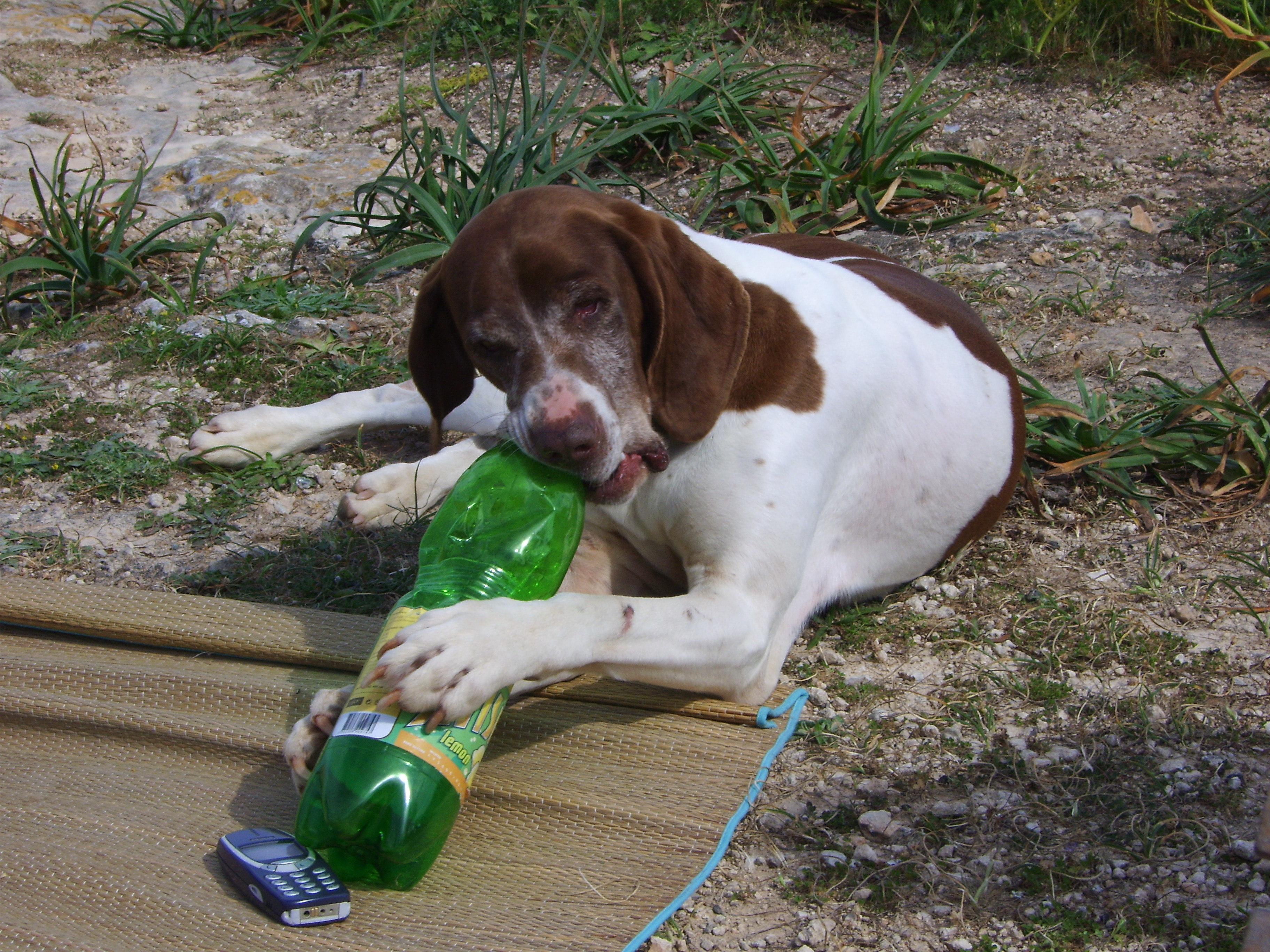 dog chewing plastic bottle