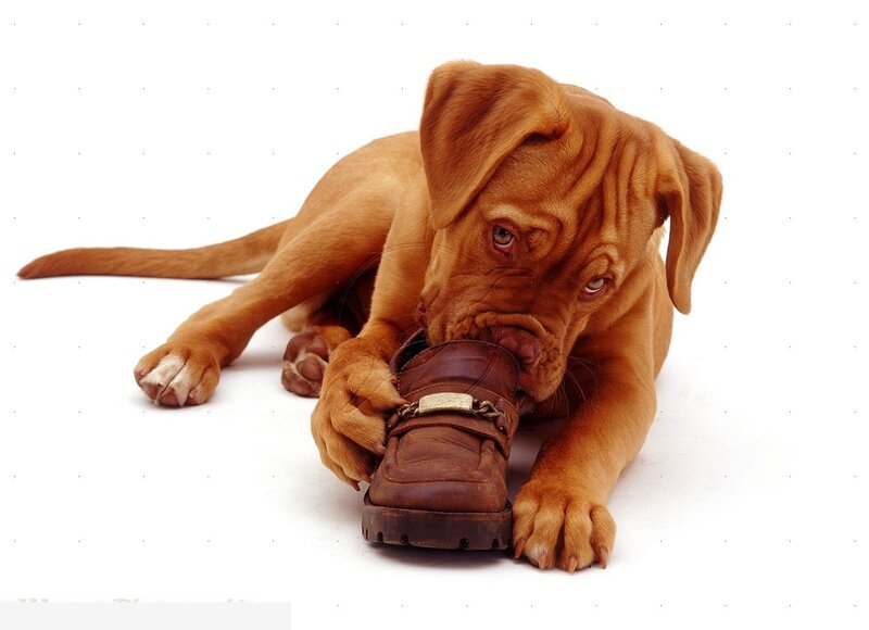 Dog Chewing Shoe