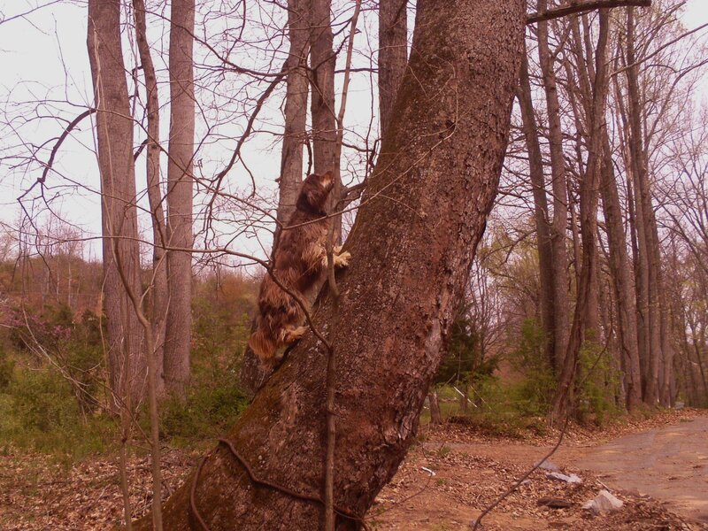 Dog Climbing Tree