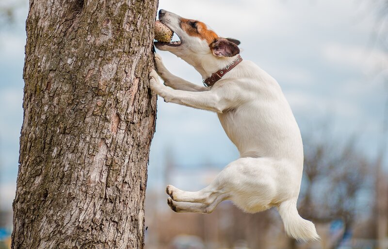 Dog Climbing Tree — White