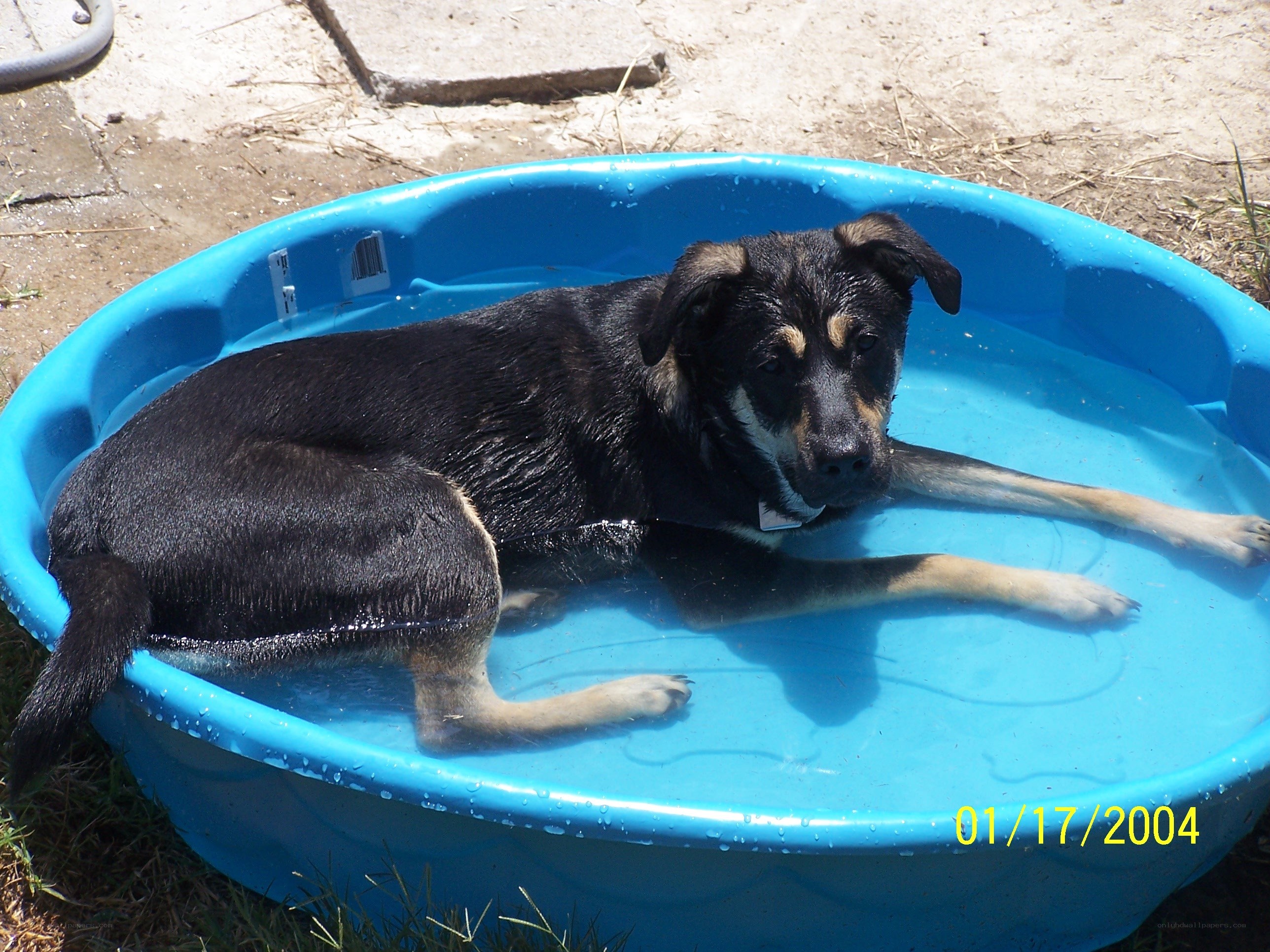 Dog cooling off in a pool