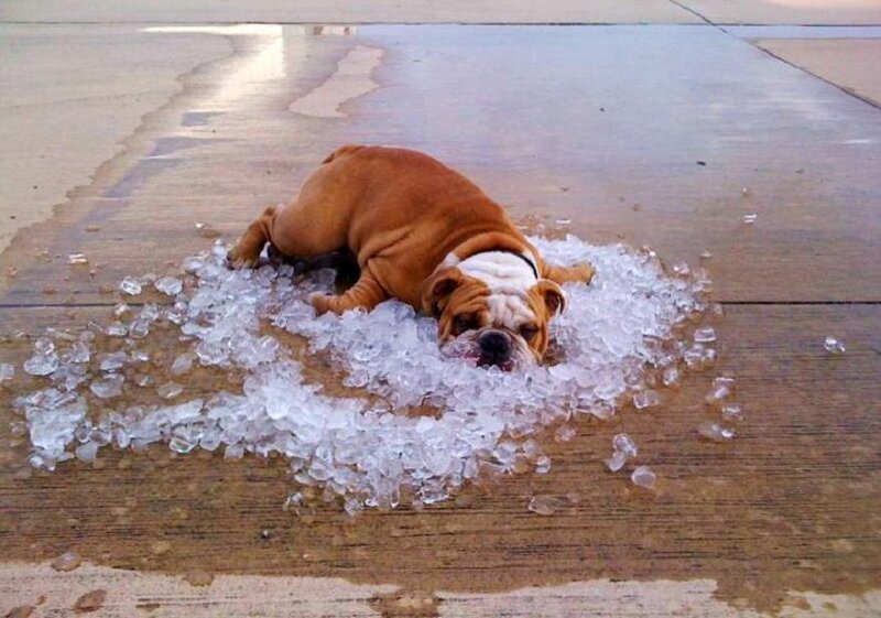 dog cooling off on ice
