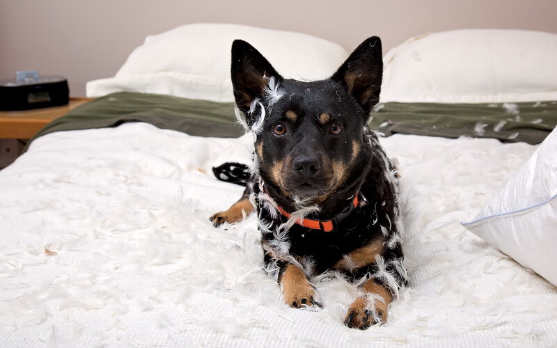 Dog Covered in Feathers