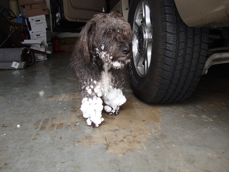 Dog Covered in Snow