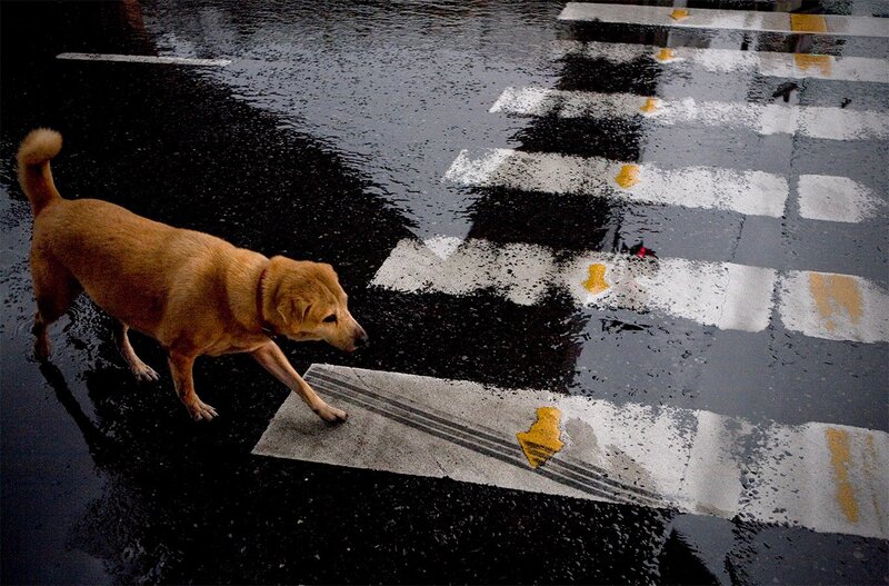 dog crossing wet street