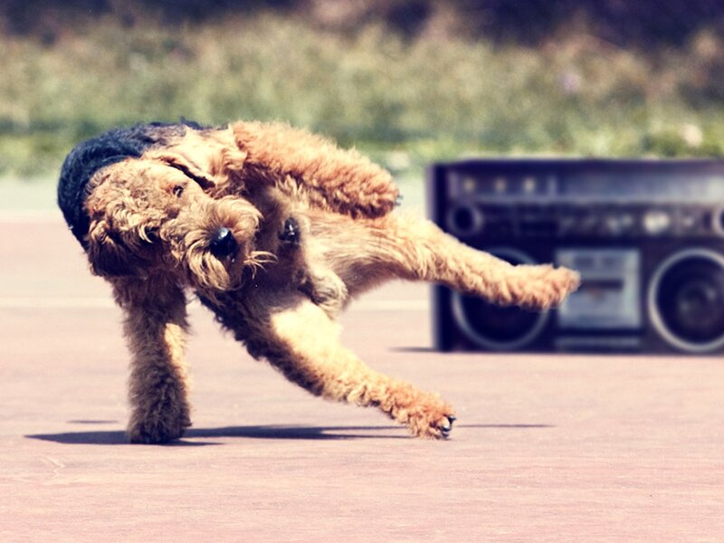 Dog Dancing on Pavement