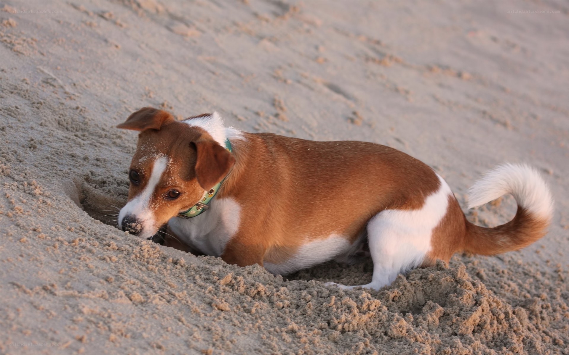 dog digging in sand