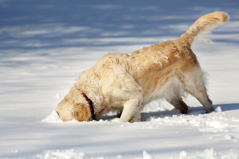 Dog digging in snow