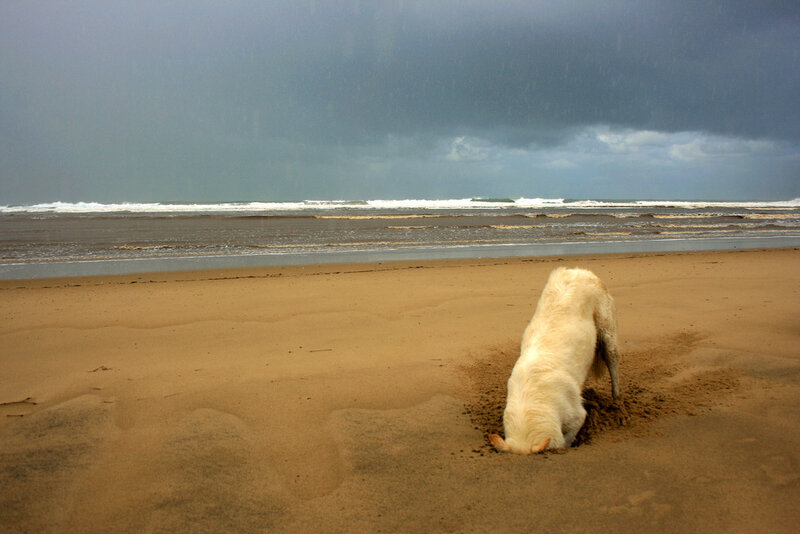 dog digging on beach