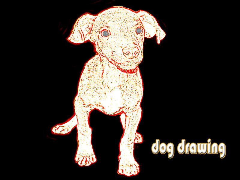 dog drawing illustration
