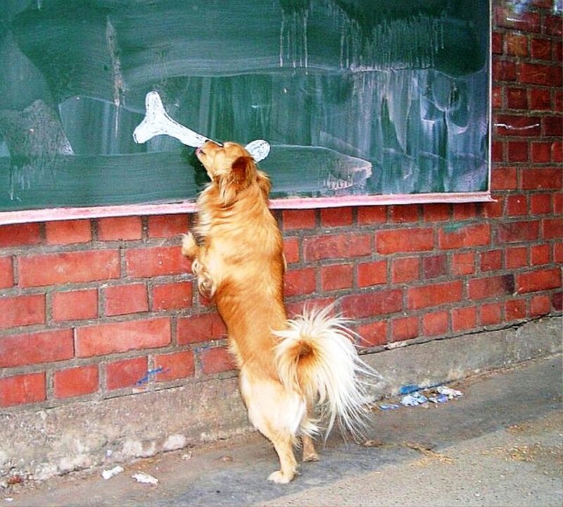 Dog Drawing on Chalkboard