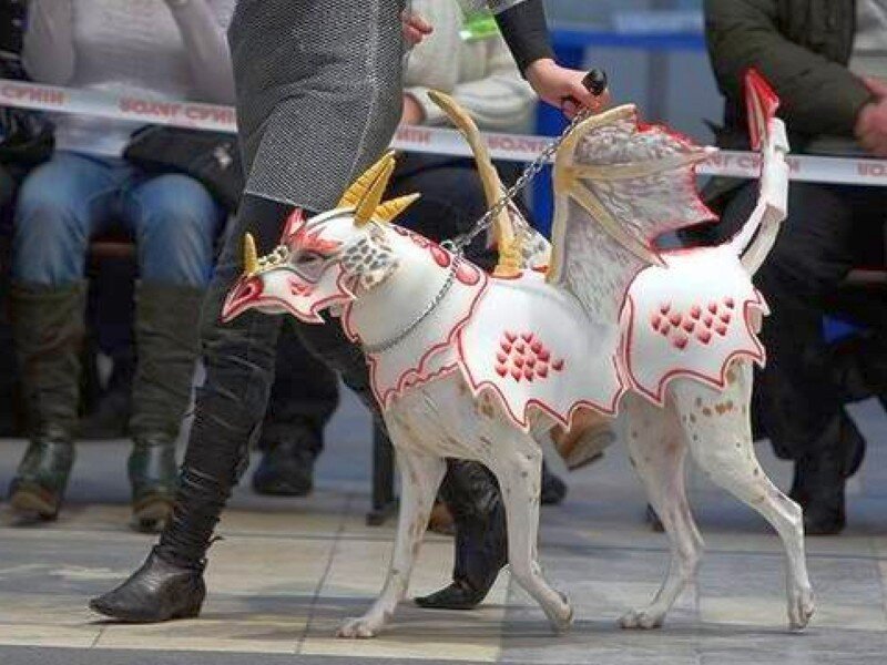 dog dressed as a dragon