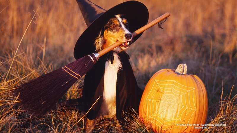 Dog Dressed as Witch — Orange
