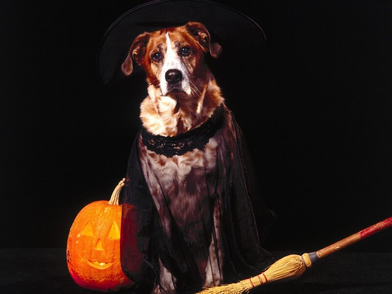 Dog Dressed as Witch