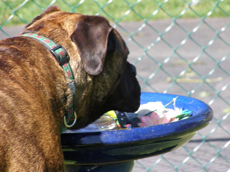 dog drinking from a bowl