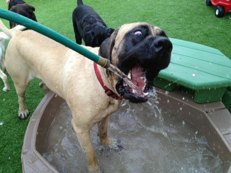 Dog drinking from a hose