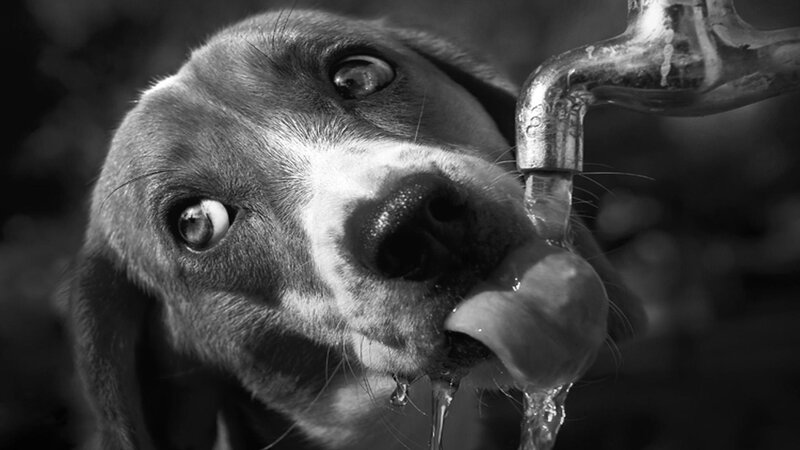 Dog Drinking from Faucet