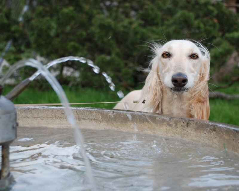 dog drinking from fountain