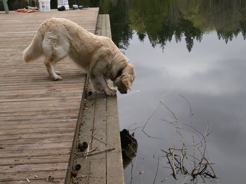 dog drinking from lake