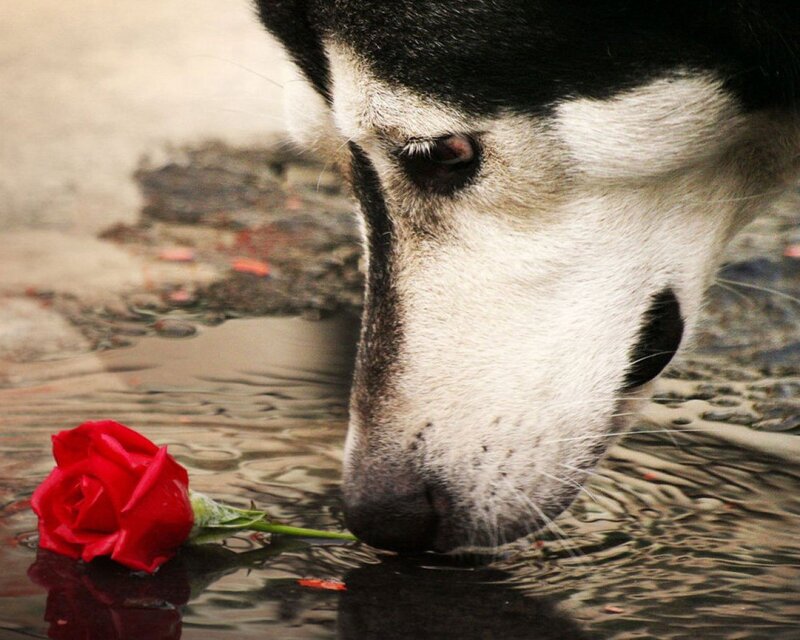 dog drinking from puddle with rose