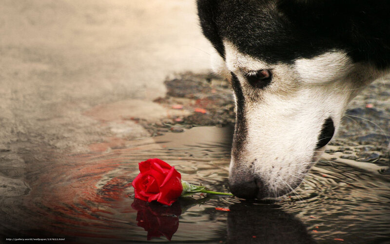 dog drinking from puddle with rose