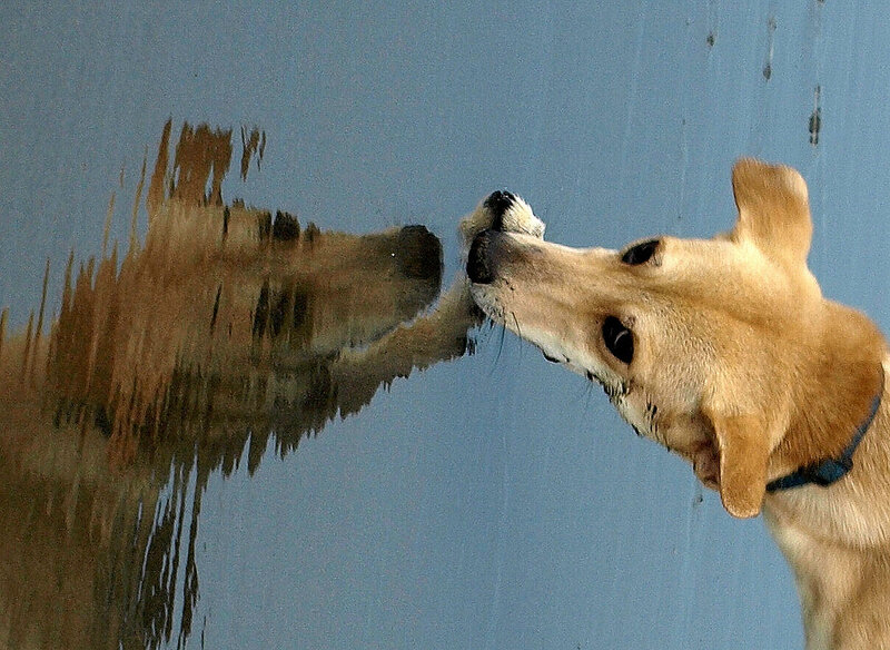 Dog Drinking from Water