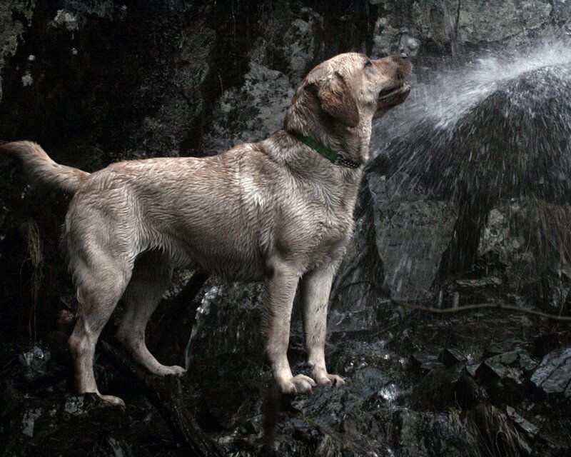 dog drinking from waterfall