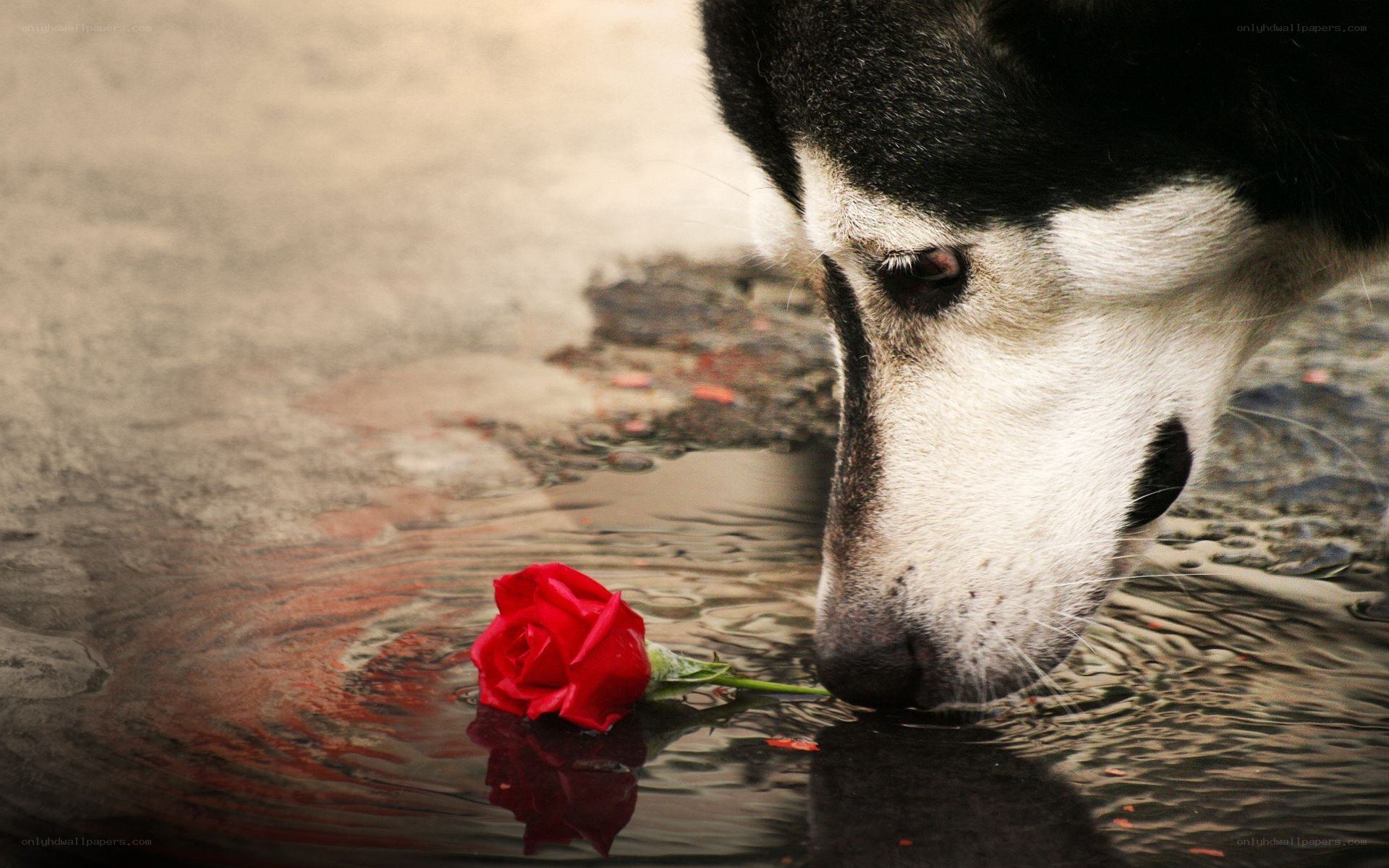 dog drinking water with rose
