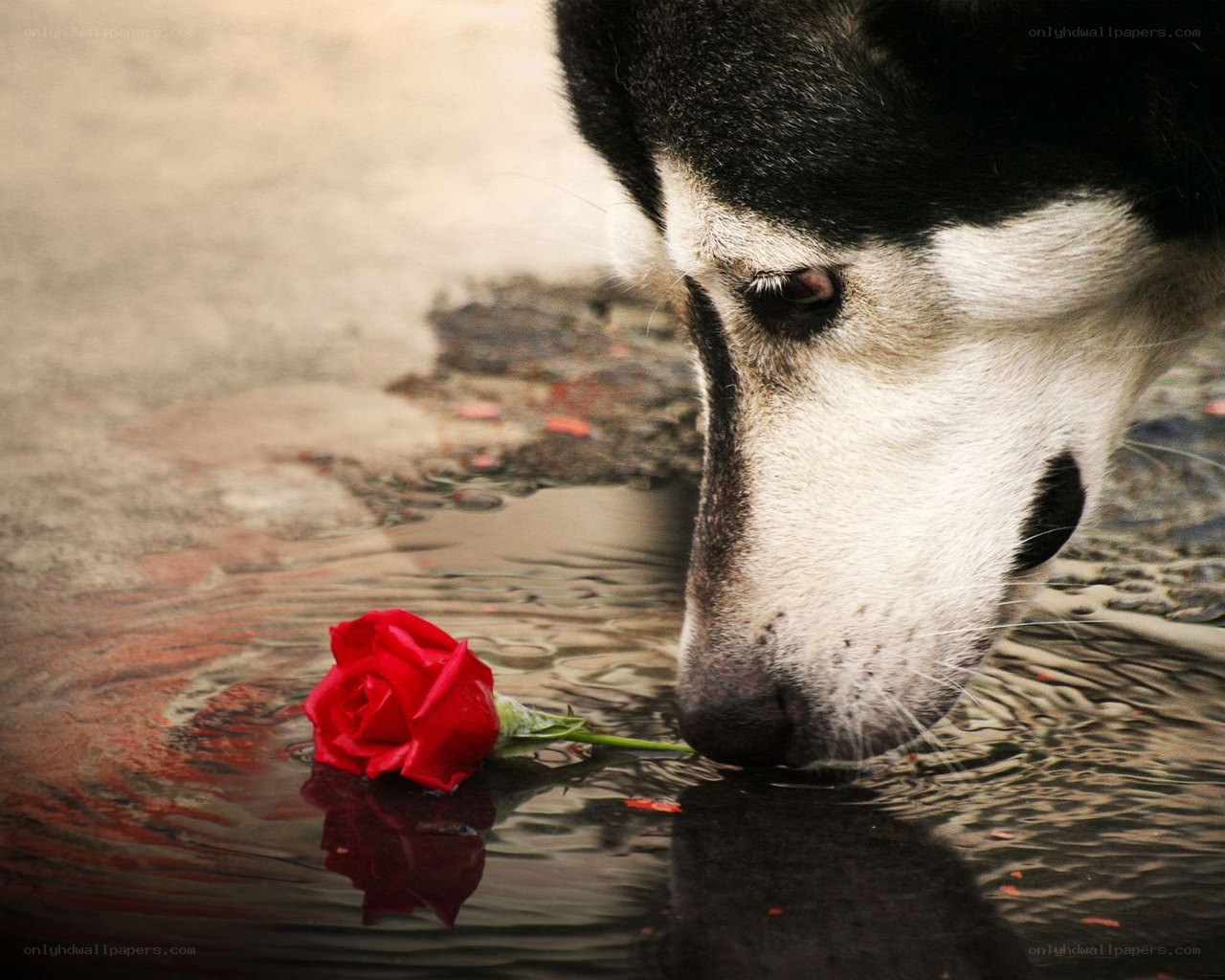 dog drinking water with rose