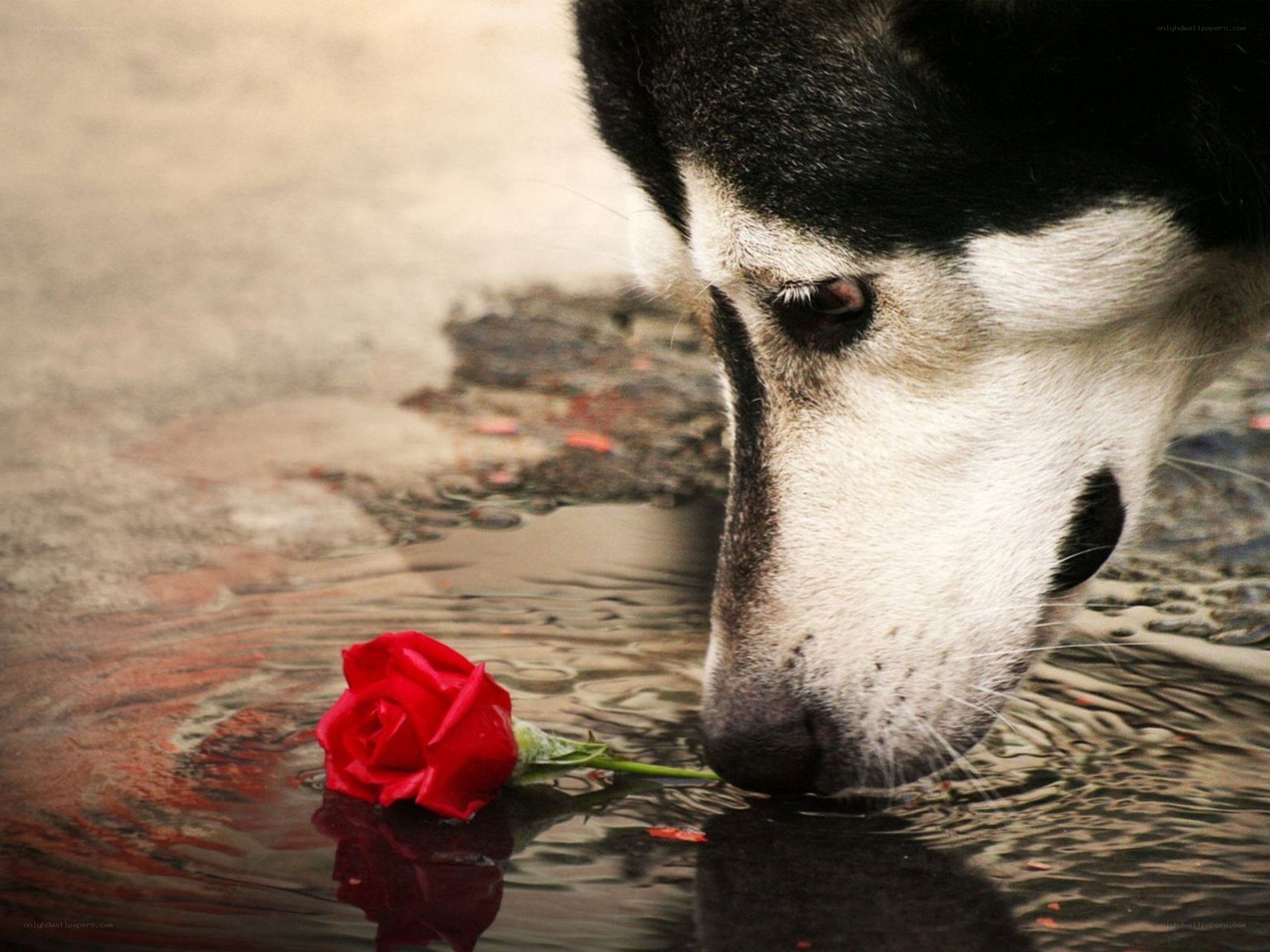 dog drinking water with rose