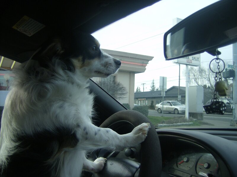 dog driving a car