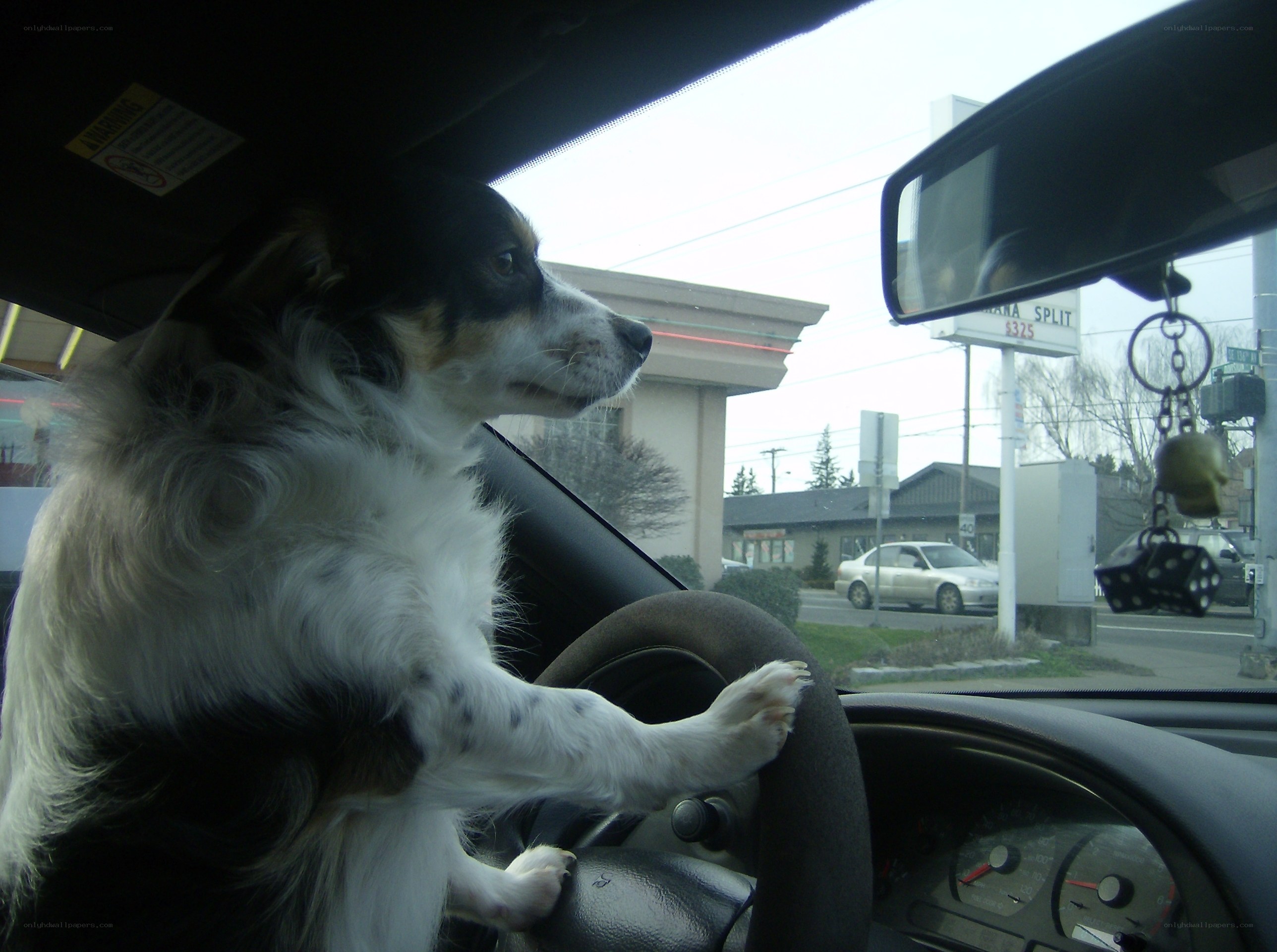 dog driving a car