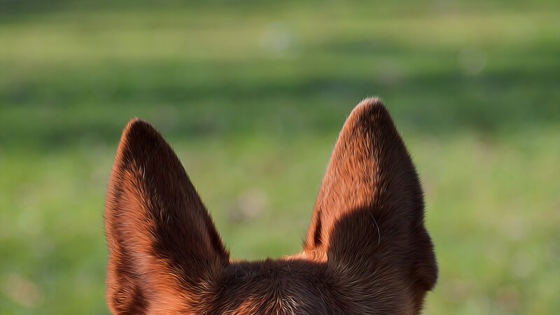 dog ears in a field