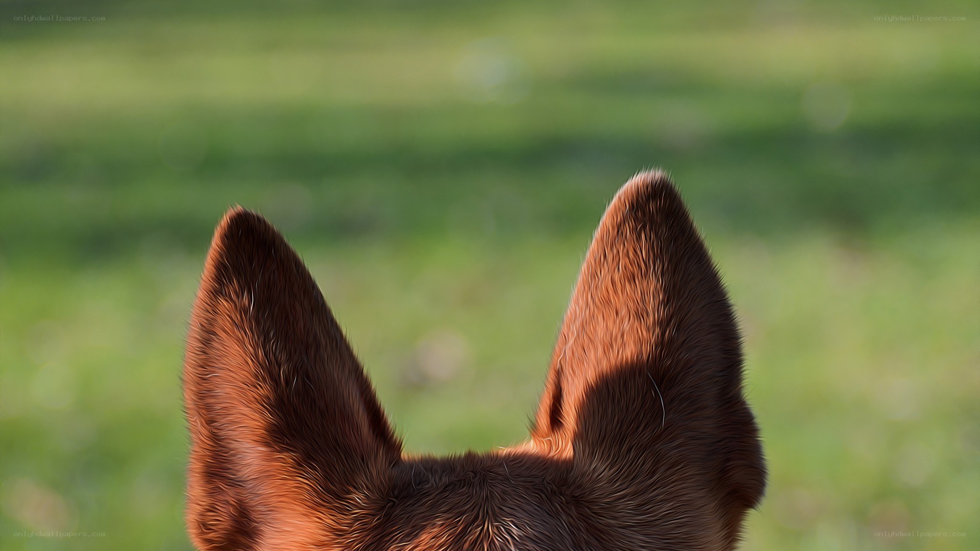 dog ears in a field