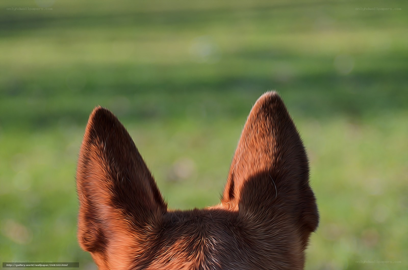 dog ears in sunlight