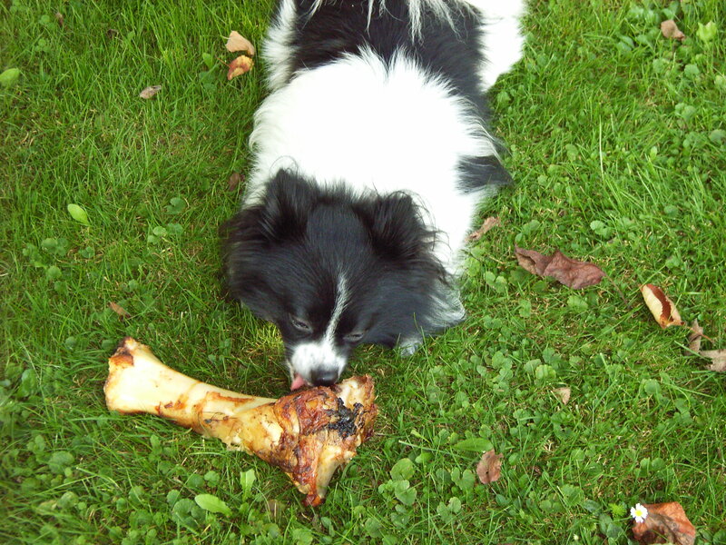 Dog eating a bone