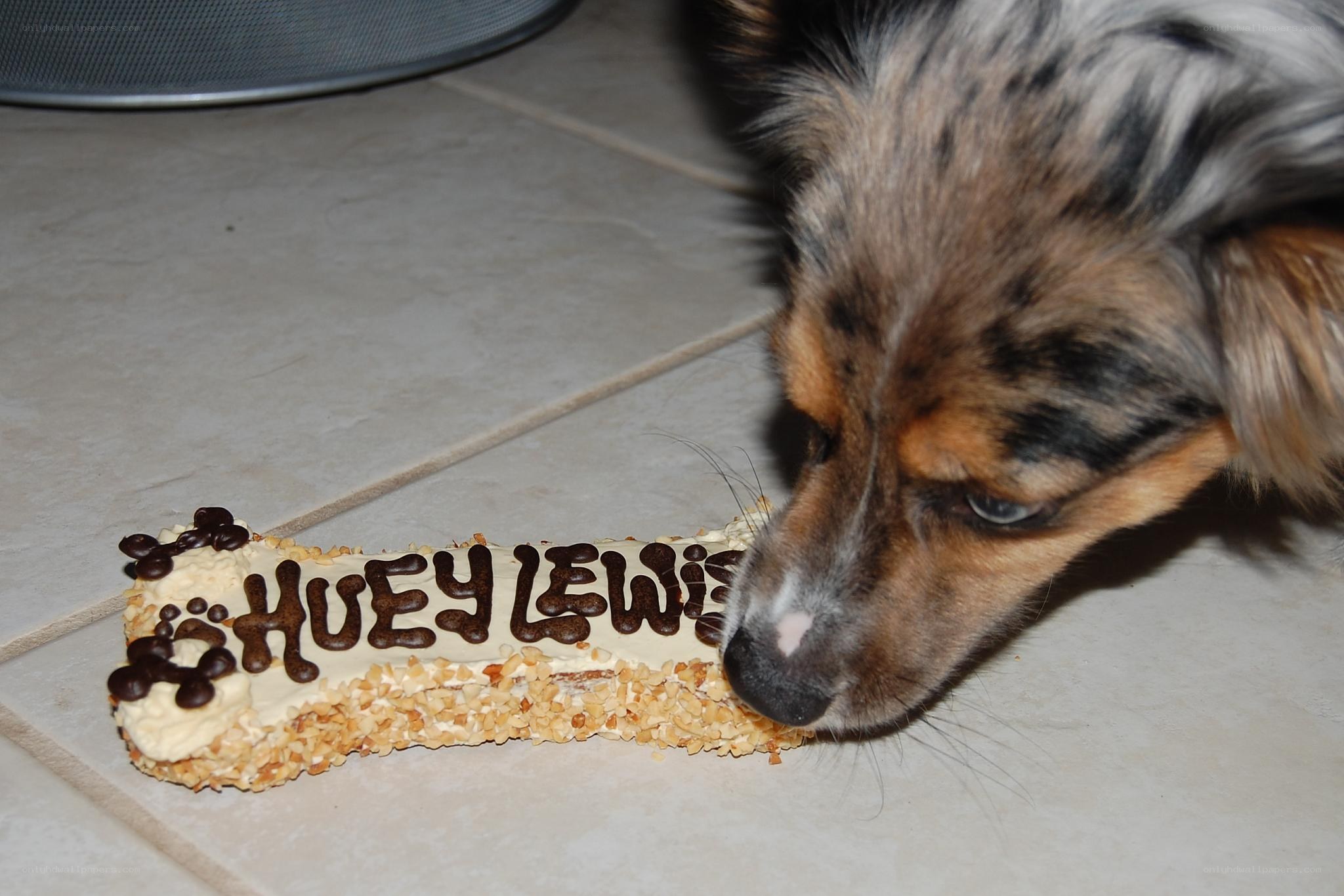 dog eating bone-shaped cake