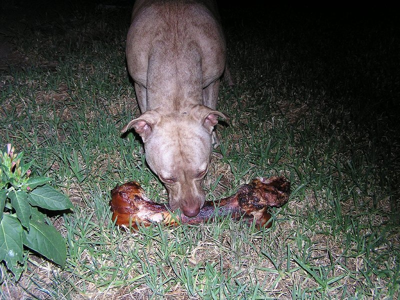 Dog Eating Bone