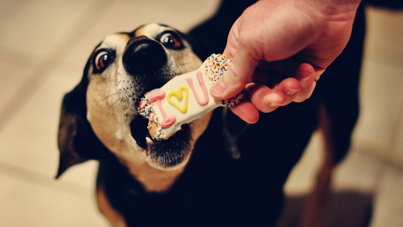 dog eating cookie with 'I love you'