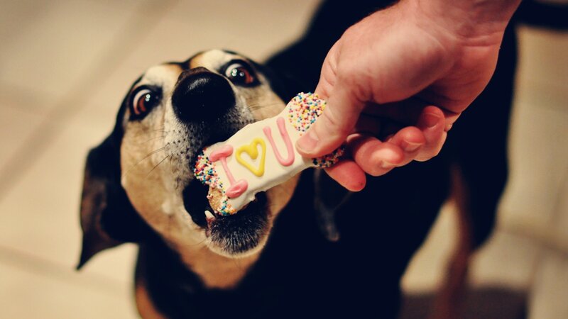 dog eating cookie with 'I love you'