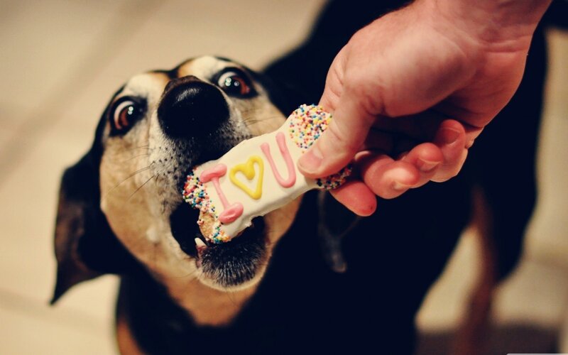 dog eating cookie with 'I love you'
