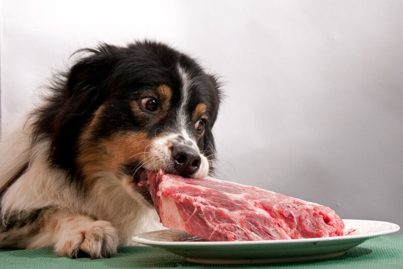 Dog Eating Raw Meat