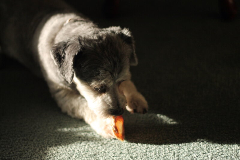 Dog Eating Treat — Gray